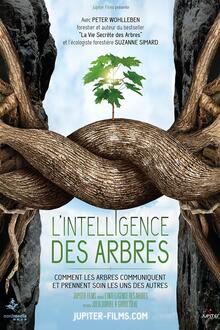 Ciné débat : L'intelligence des arbres L'affiche du film Ciné débat : L'intelligence des arbres